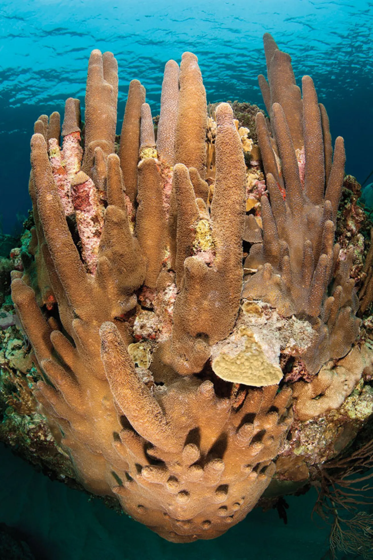 Roatan: Pillar Coral