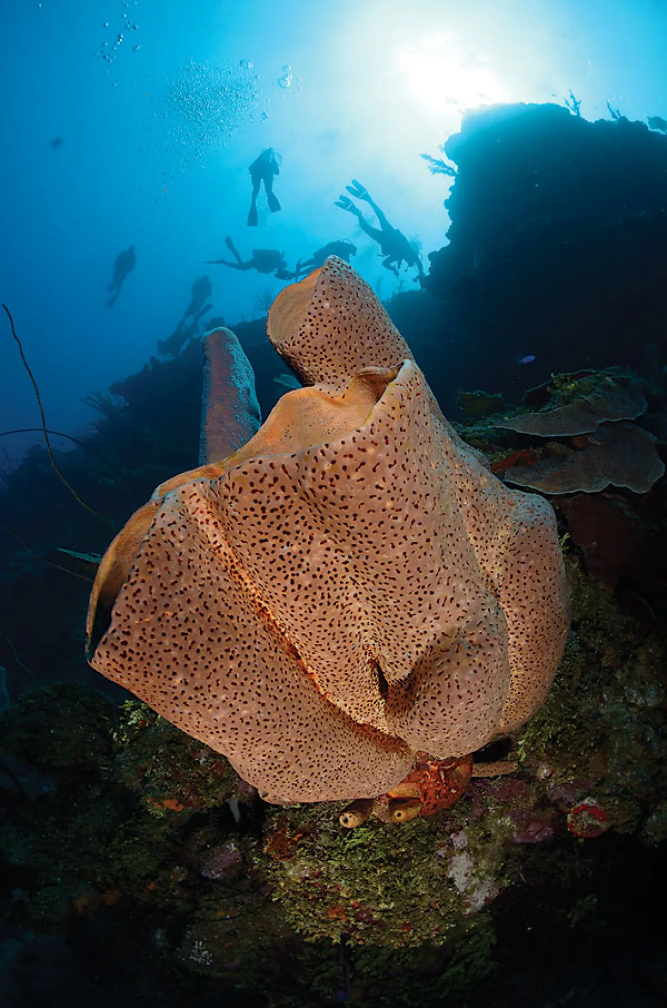 Roatan: Colorful Sponge
