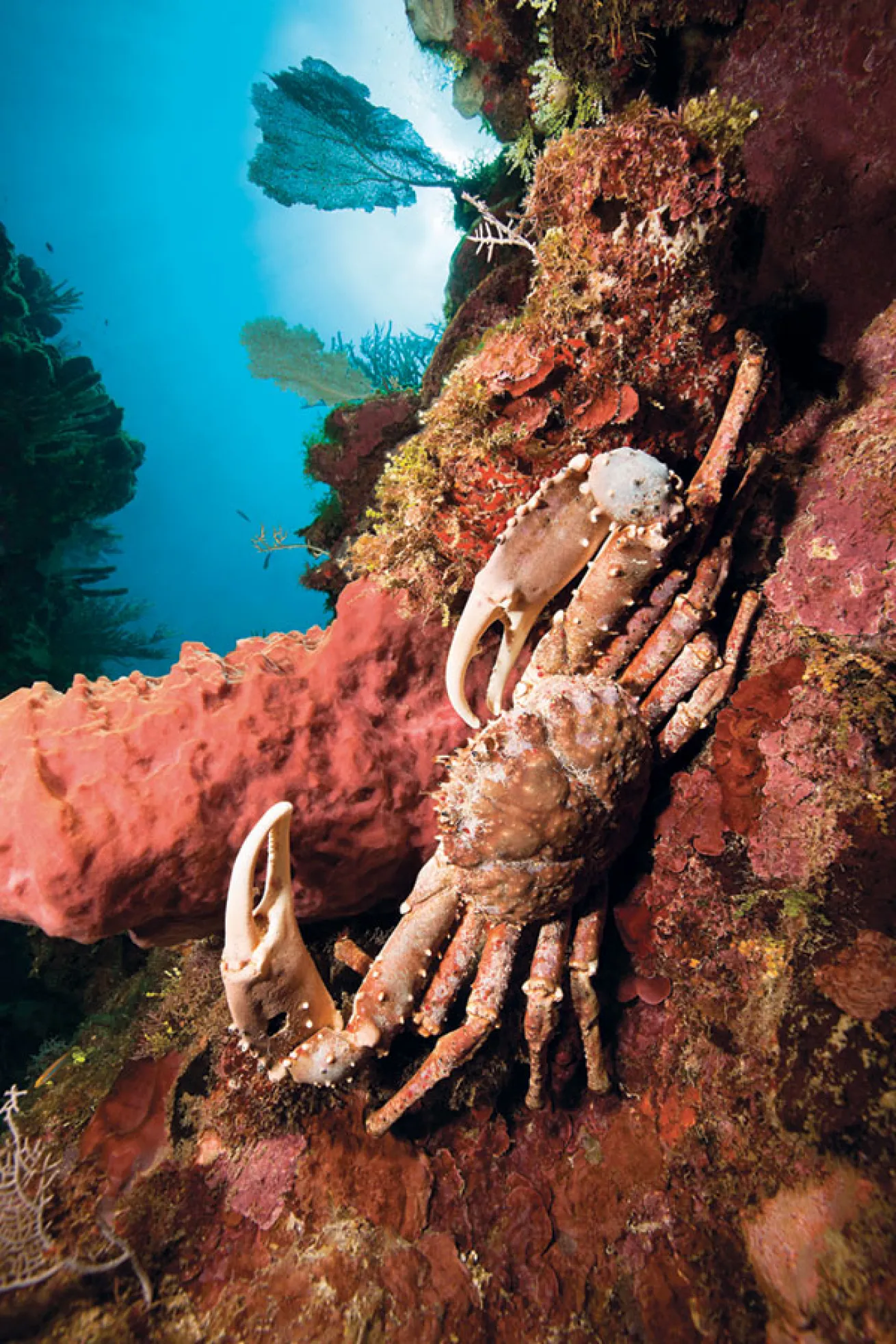 Roatan: Crab on Reef
