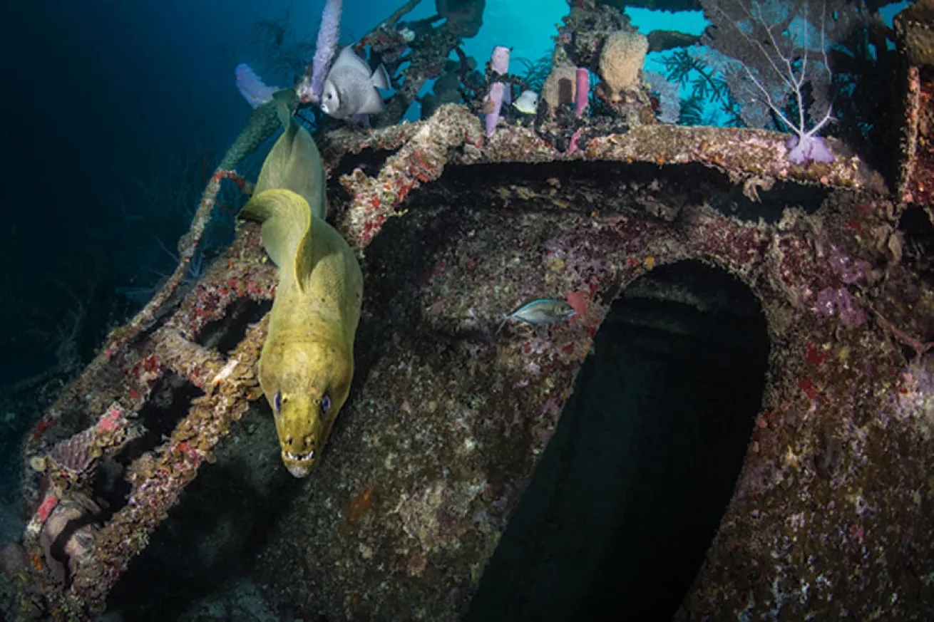 Roatan: Green Moray Eel