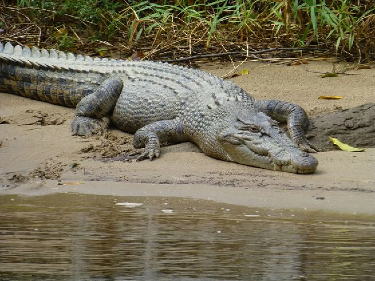 Australian Saltwater Crocodile