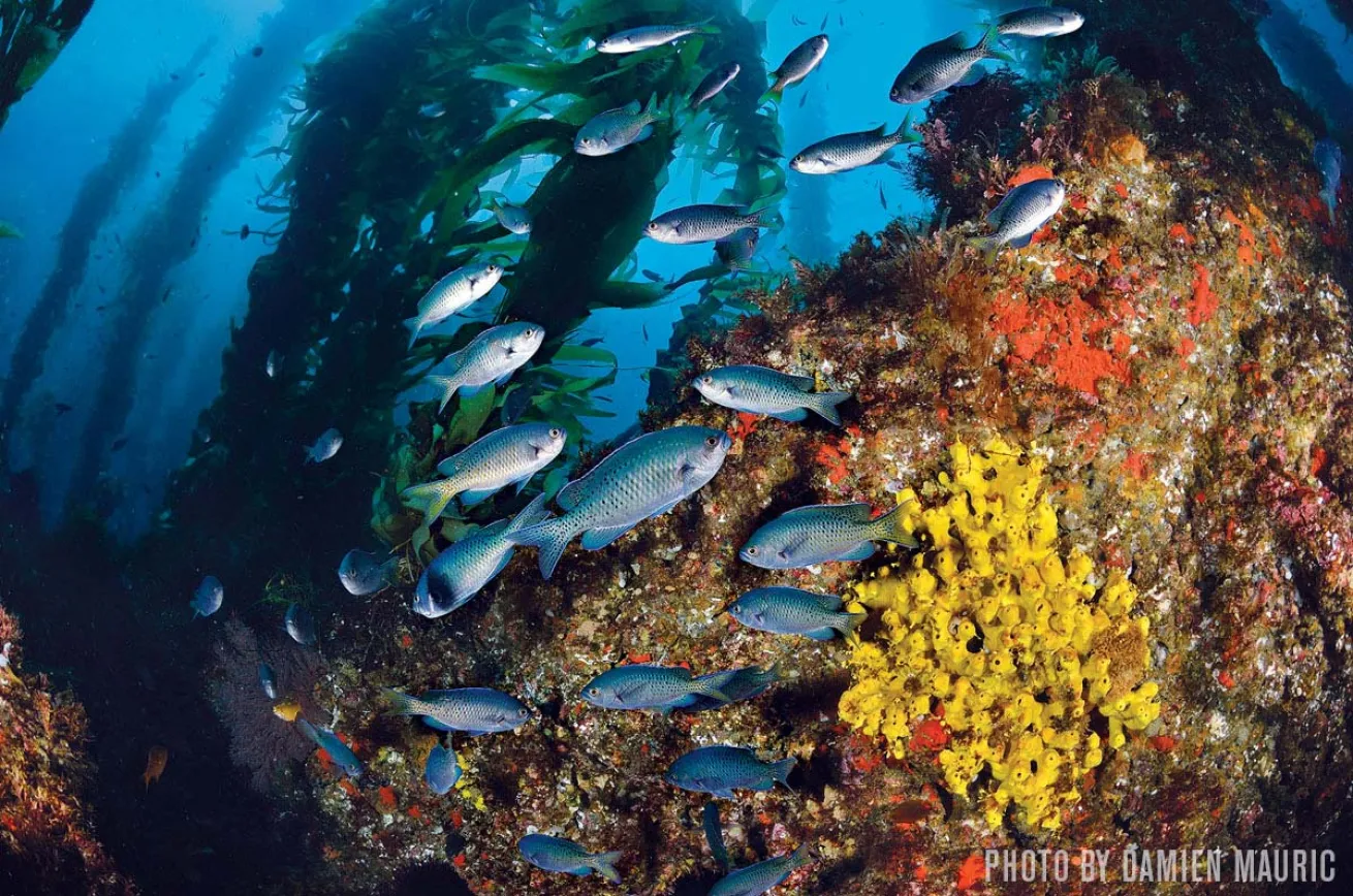 Blacksmith fish San Clemente Island scuba diving