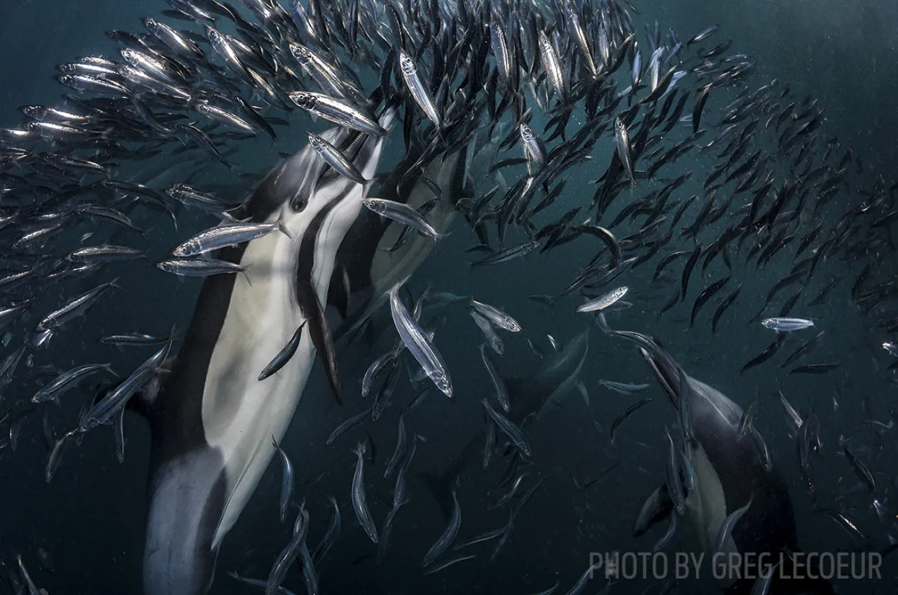 sardine run scuba diving
