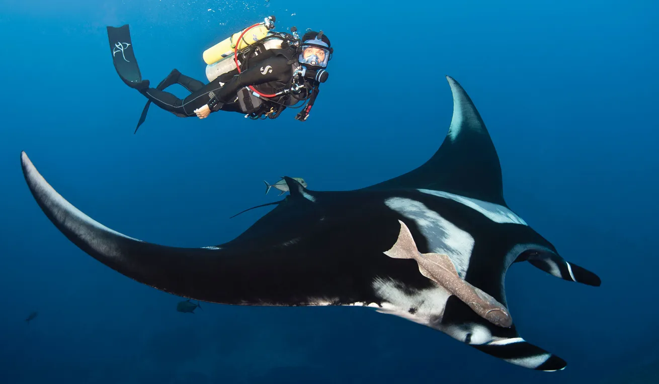 diver in a full face mask near a giant manta ray in san benedicto mexico revillagigedo