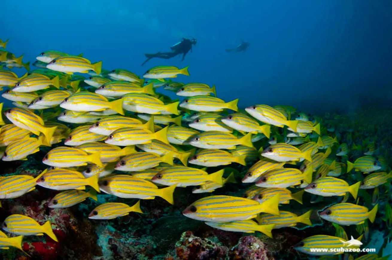 schooling fish photo