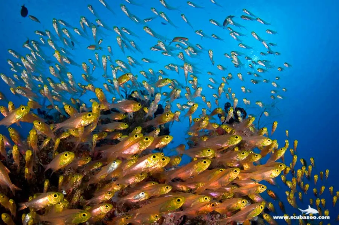 schooling fish photo