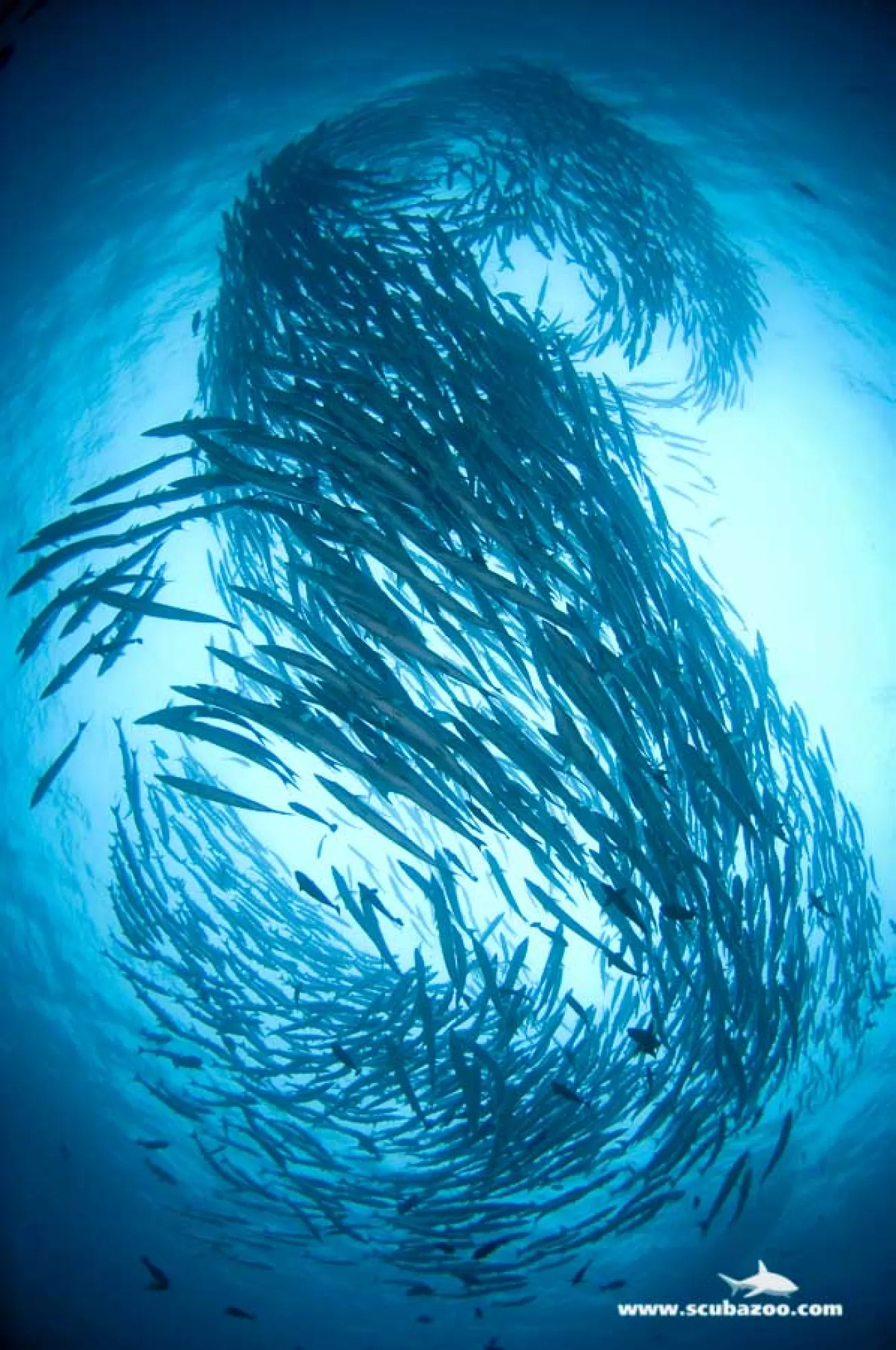 schooling fish photo