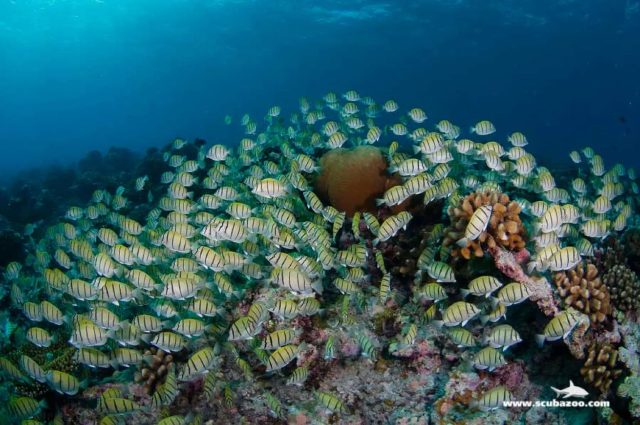 schooling fish photo