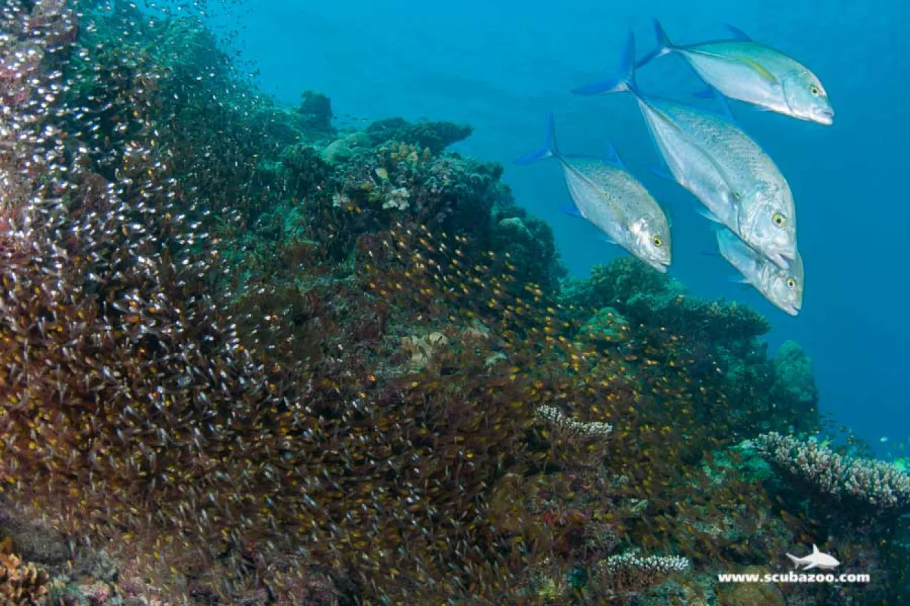 schooling fish photo