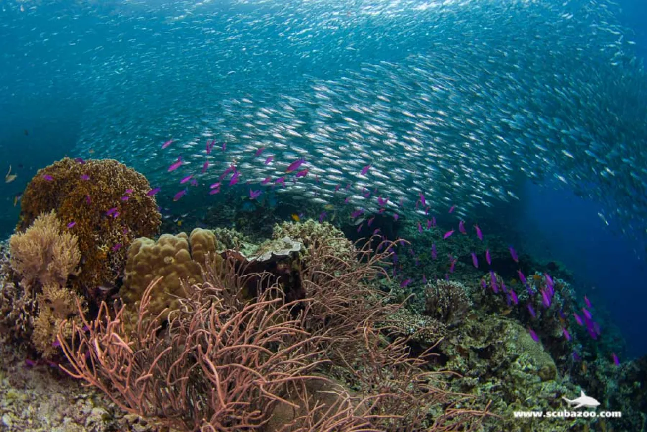 schooling fish photo