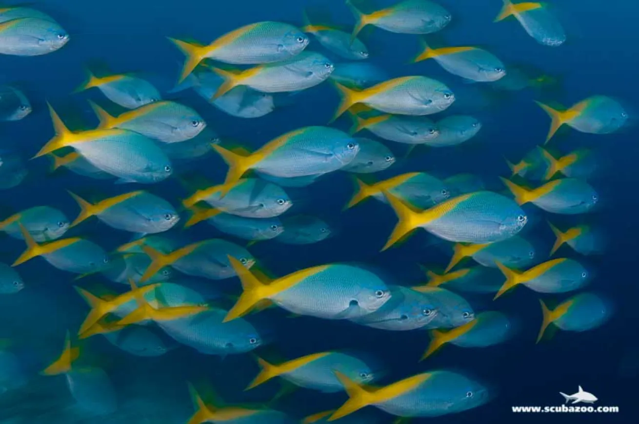 schooling fish photo