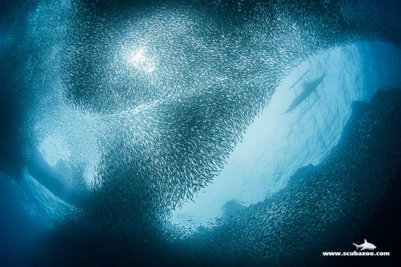 schooling fish photo
