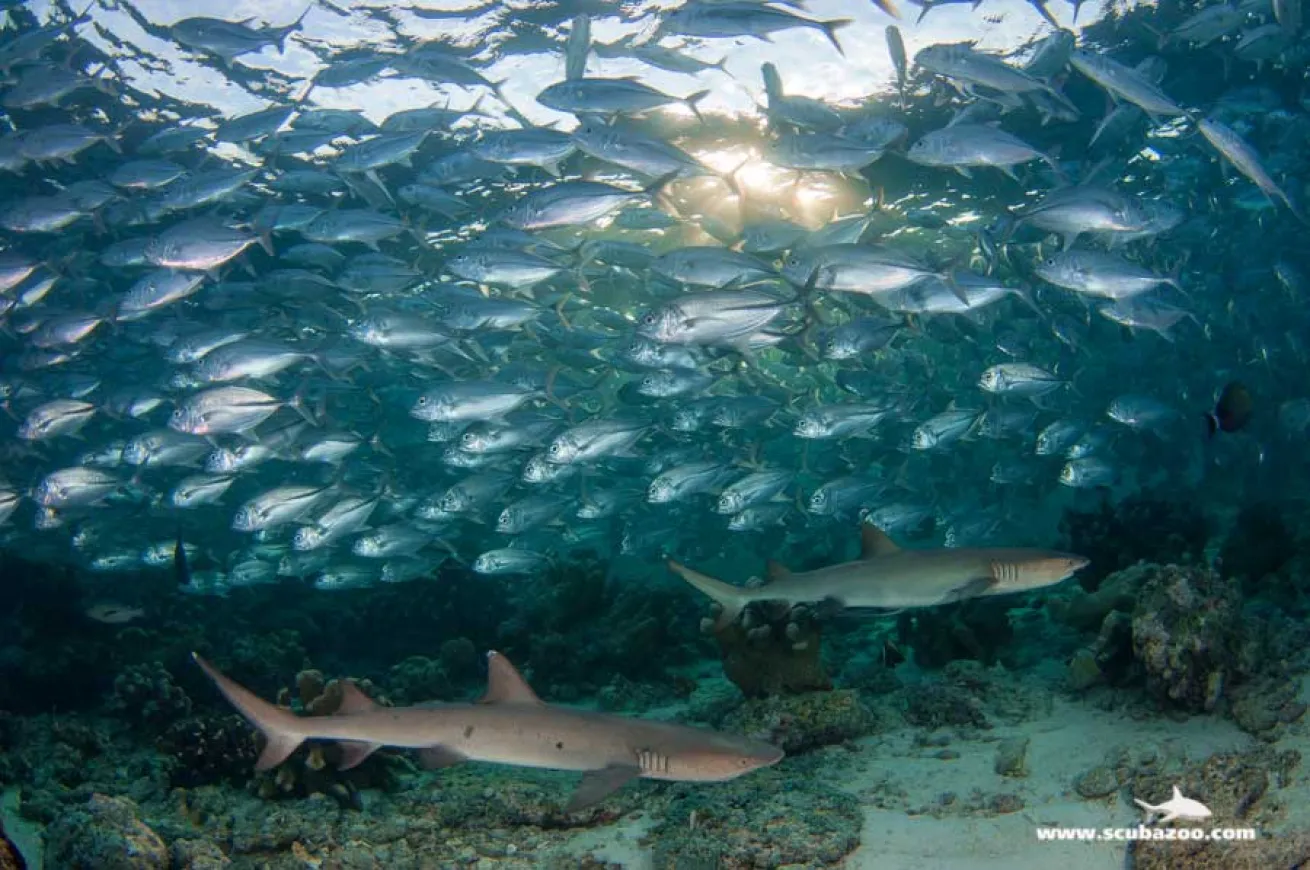 schooling fish photo
