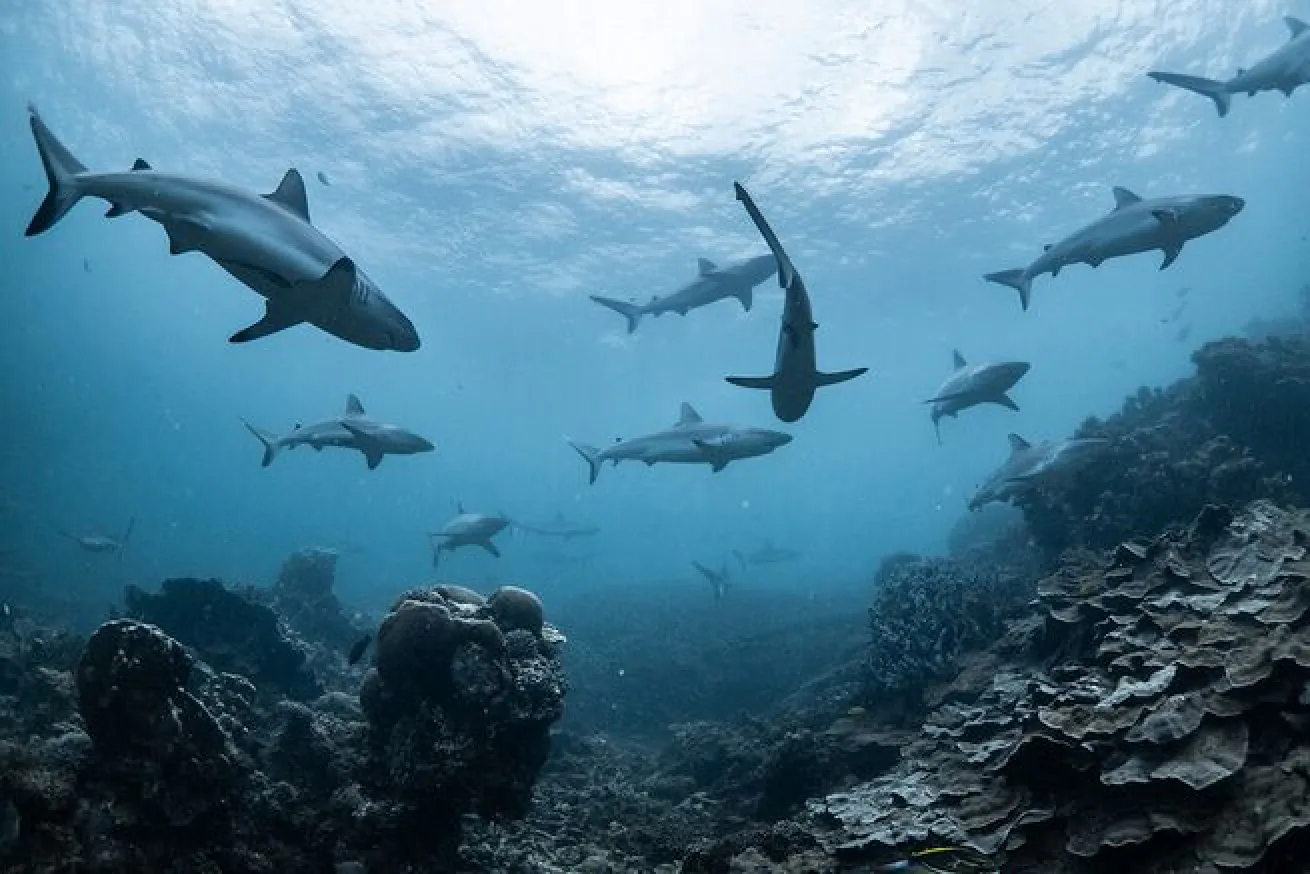 Grey reef sharks school in Ningaloo Reef off of Western Australia