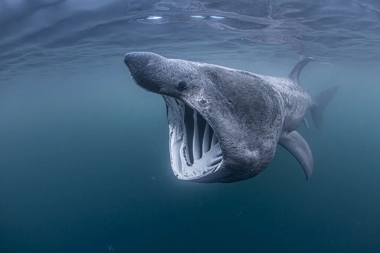 scoland basking shark