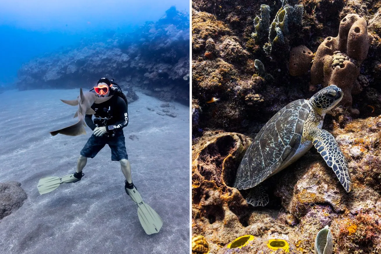 scuba diver in saba water with a curious nurse shark, a sea turtle rests in the crevice of a rocky reef
