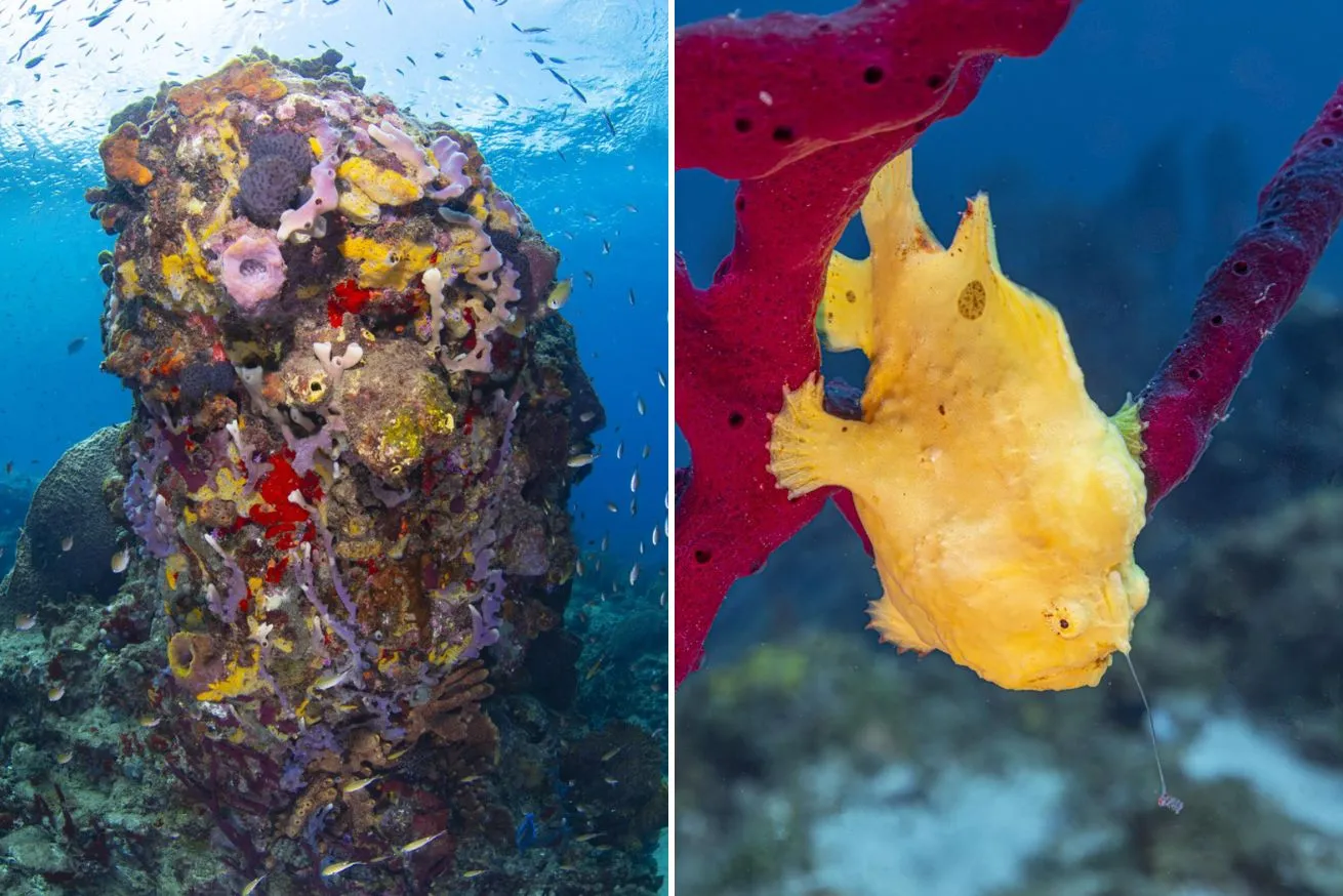 From Left: Sponges grow thick on a rock at Rosemond’s Trench st lucia; A frogfish fishes using its lure.
