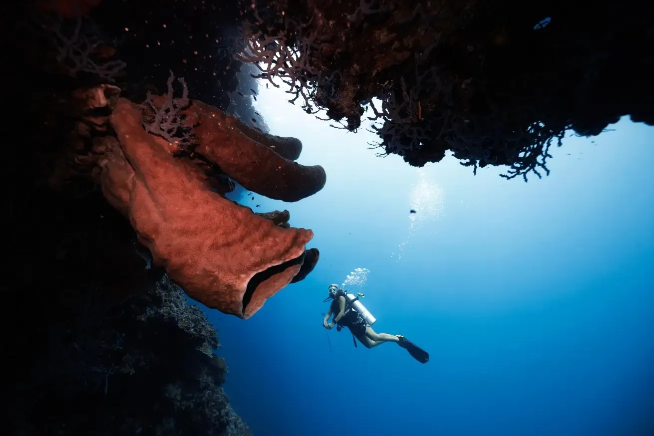 A scuba diver explores a coral overhang featuring a large barrel sponge on a vibrant reef at Reconnect Private Island Resort in Indonesia, surrounded by clear blue water.