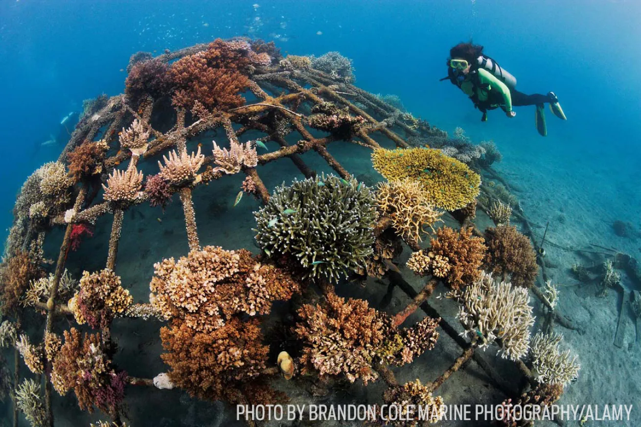 artificial reef scuba diving bali