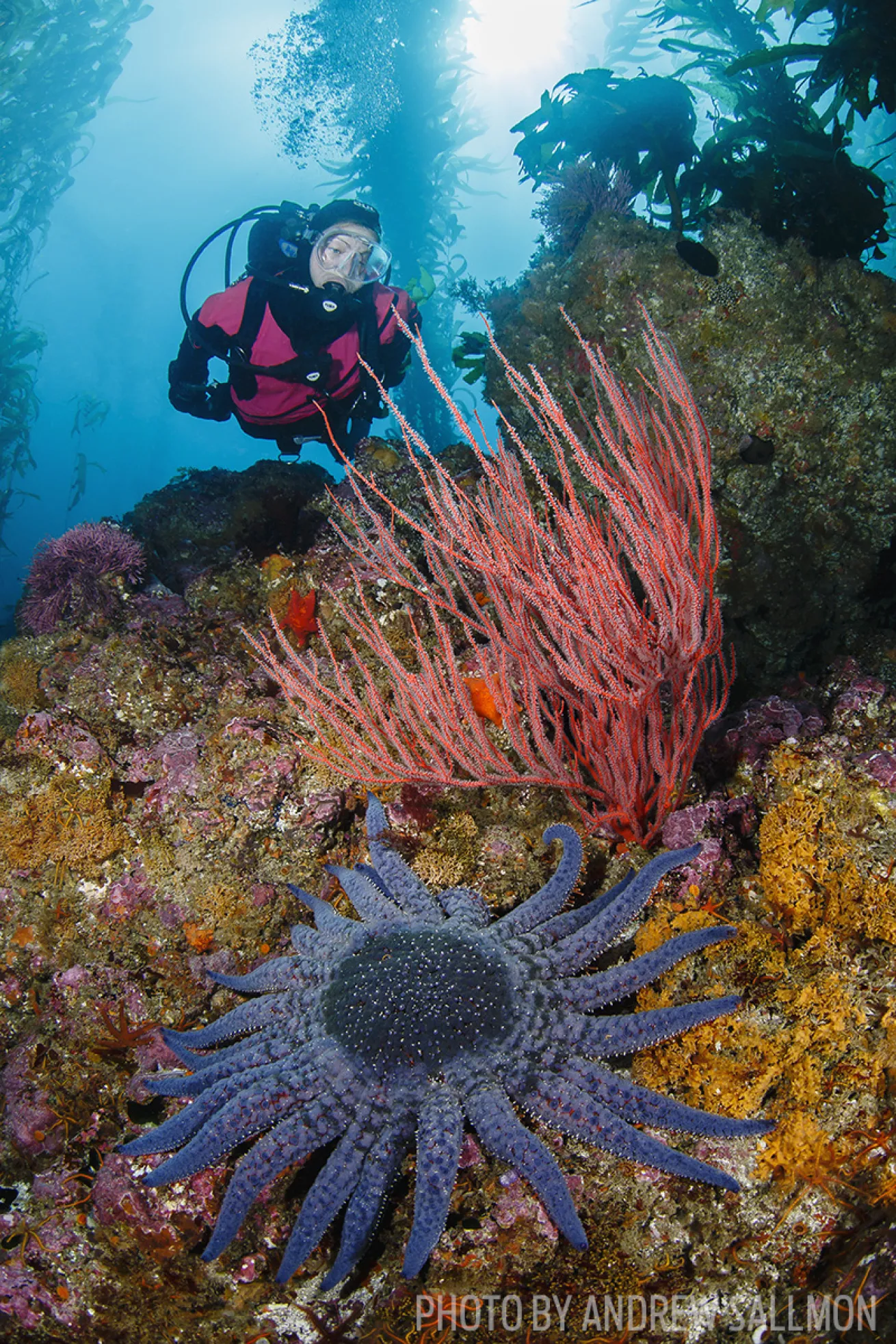 channel islands scuba diving 