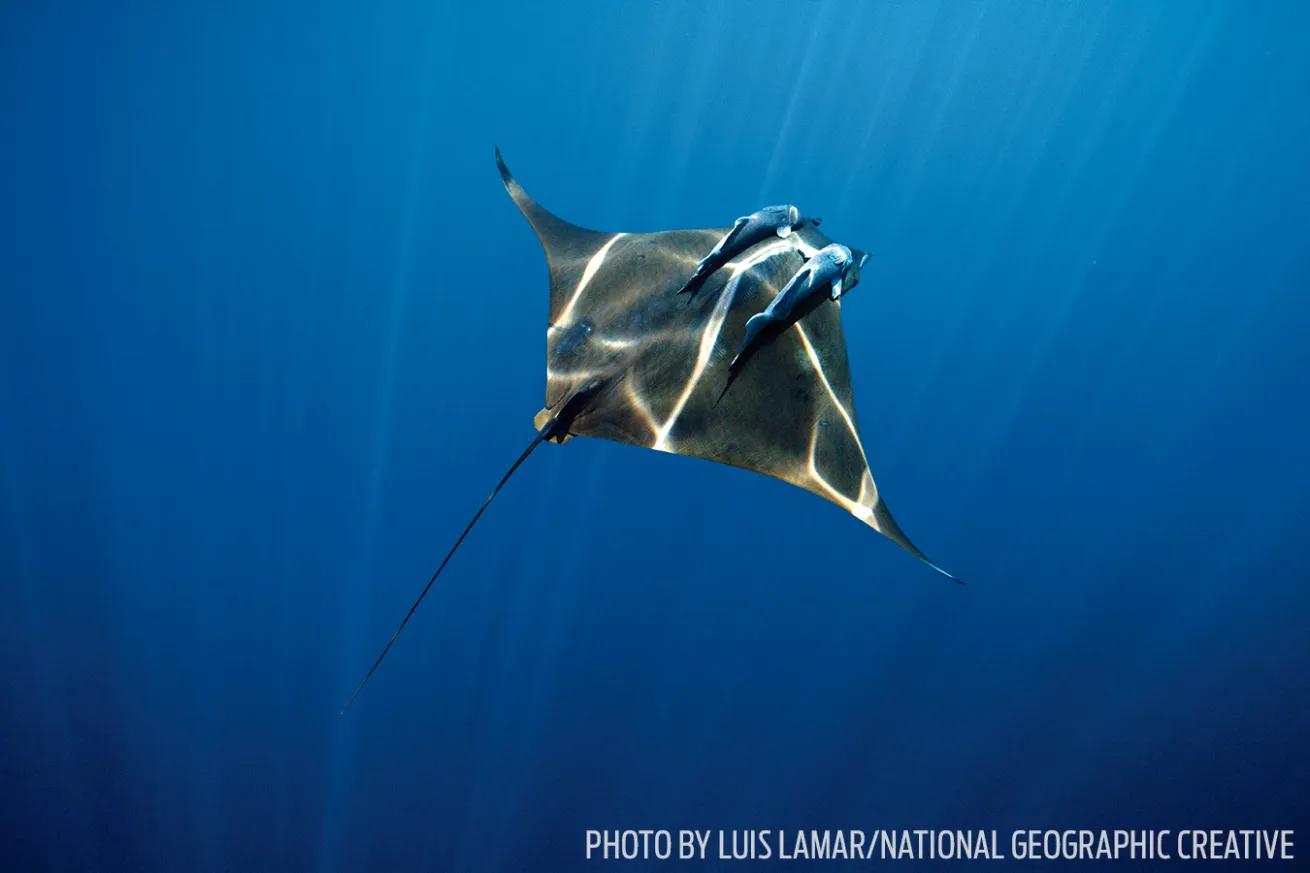 devil ray underwater photo