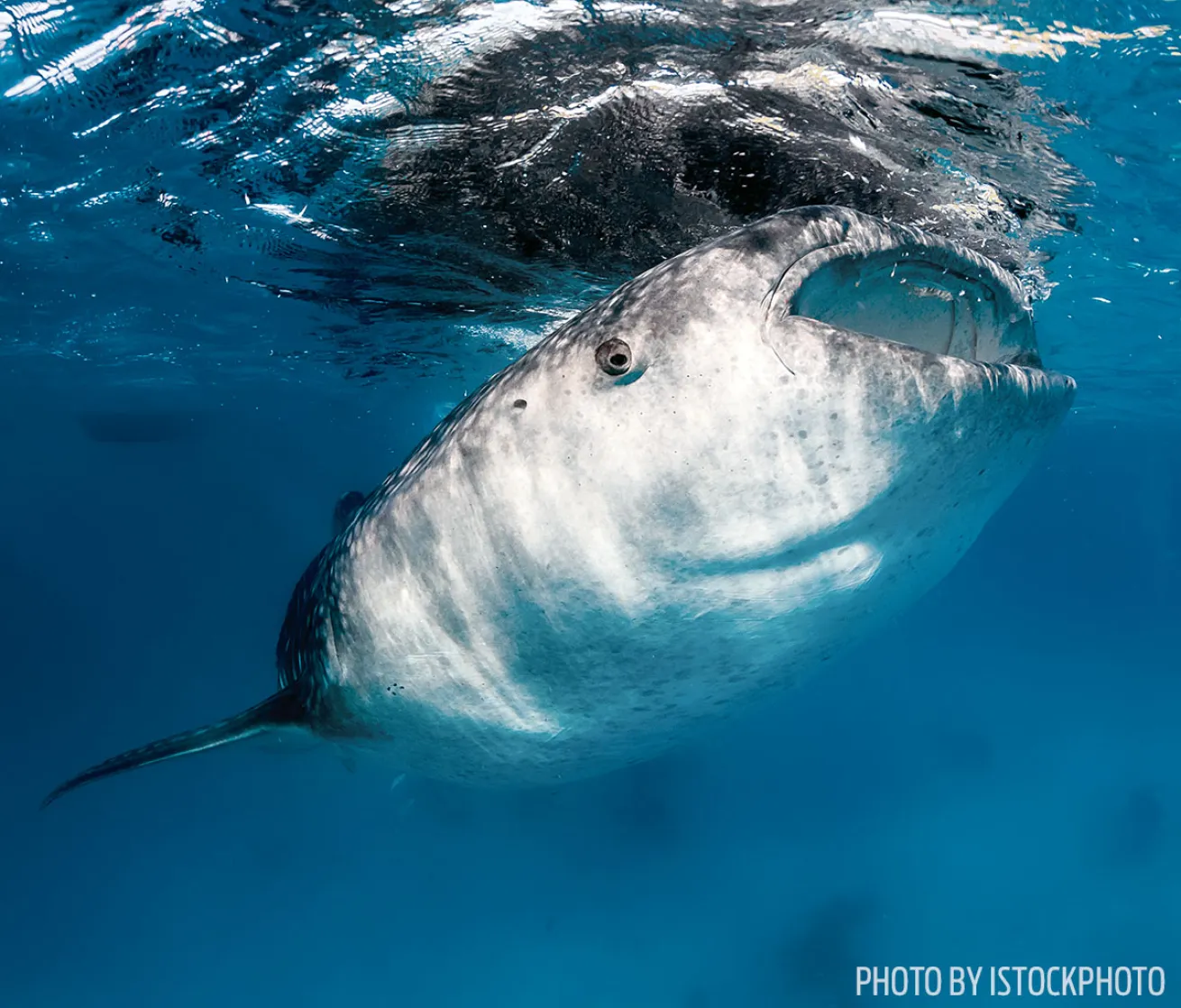 whale shark photo