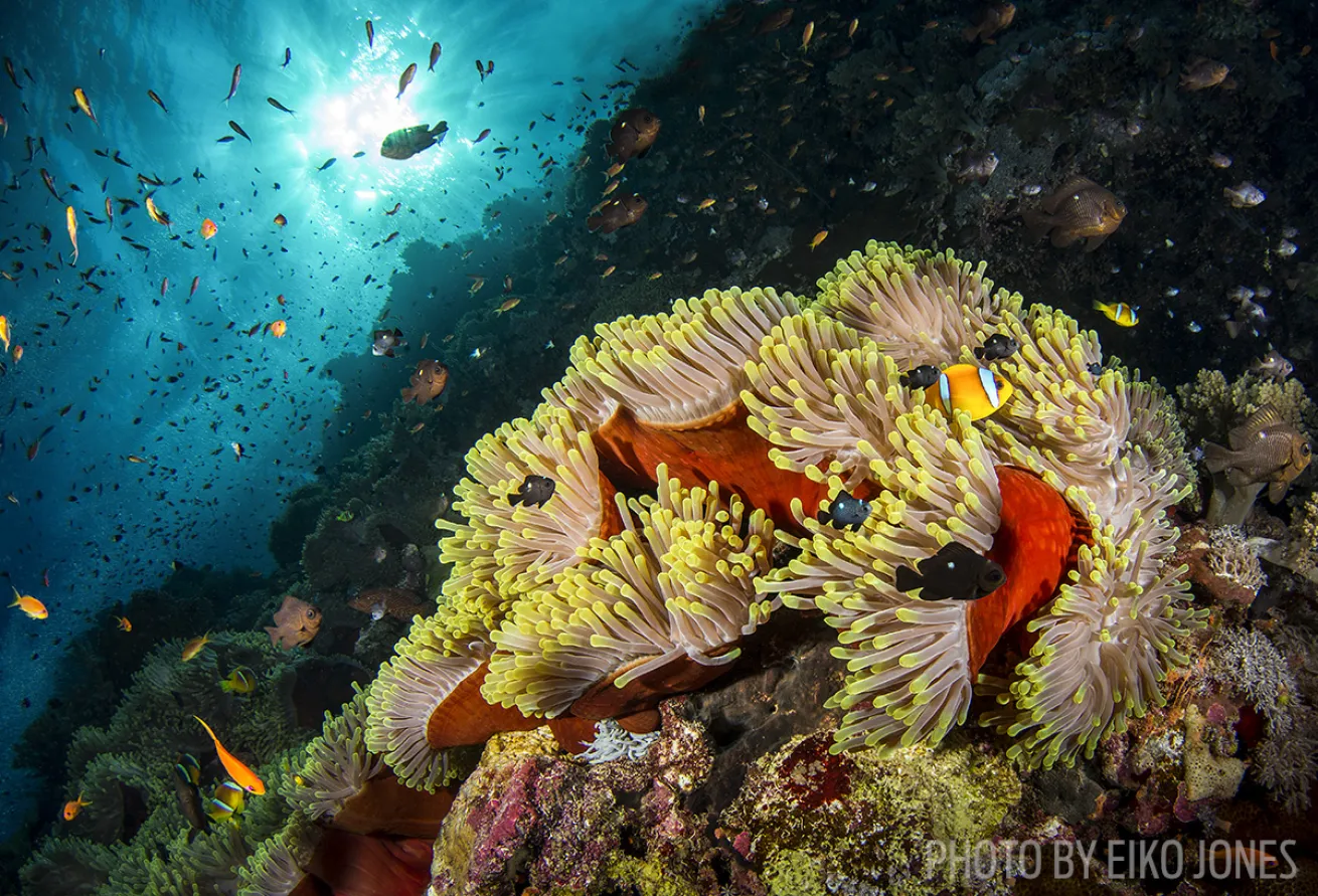 scuba diving red sea
