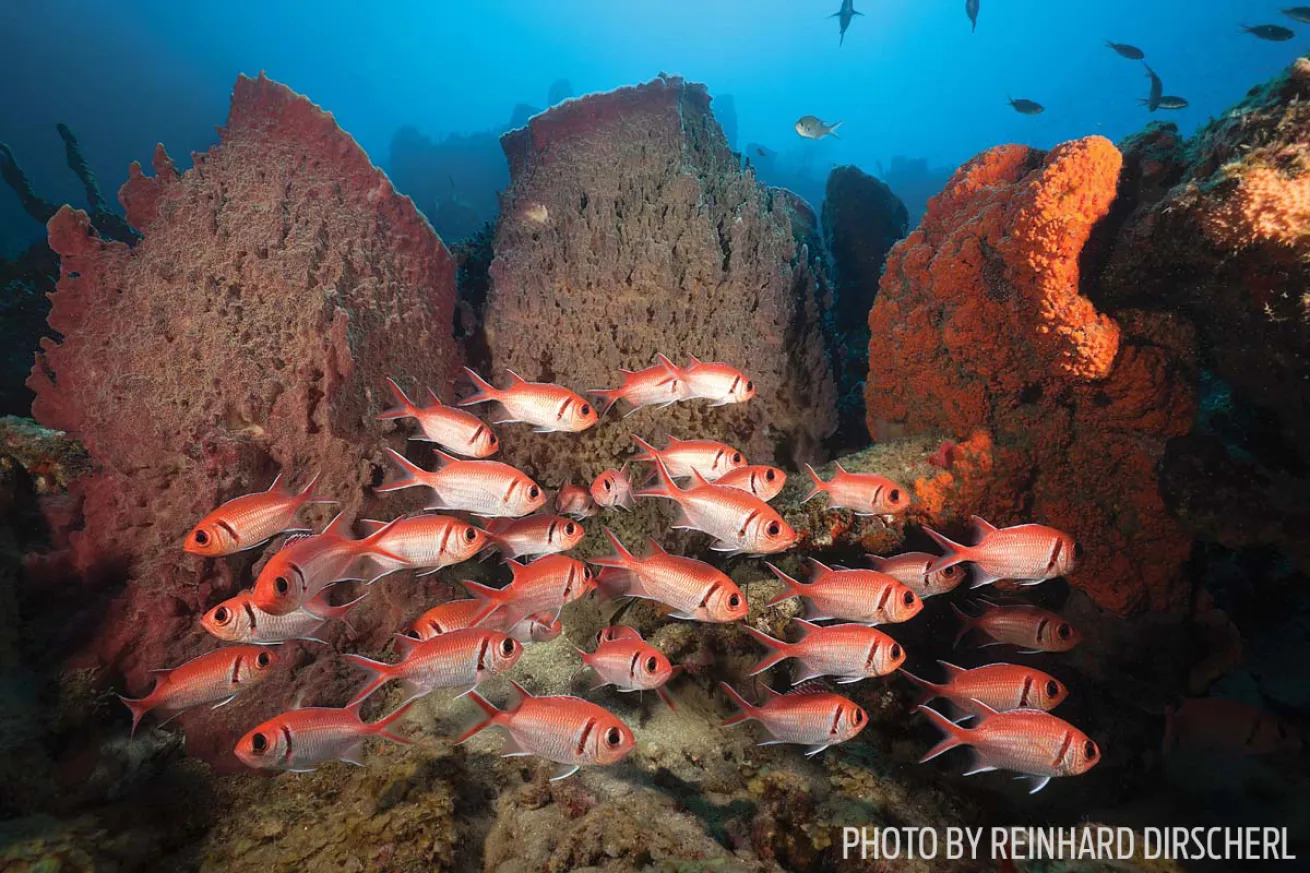 dominica marine life soldierfish