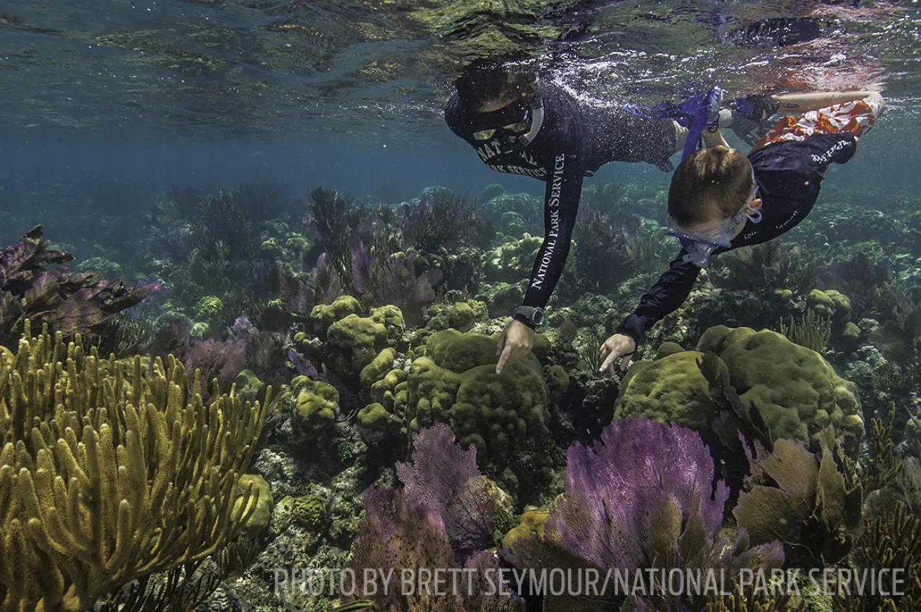 Dry Tortugas national park snorkeling