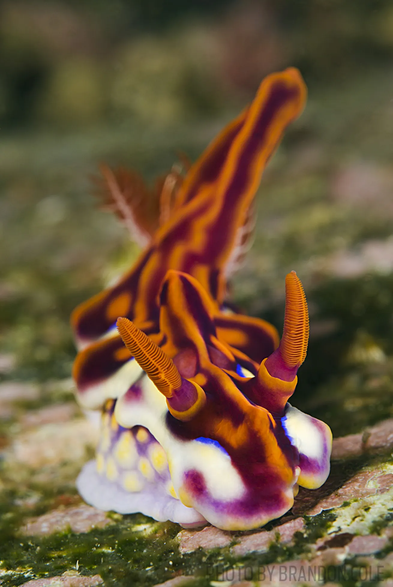 magnificent nudibranch underwater indonesia