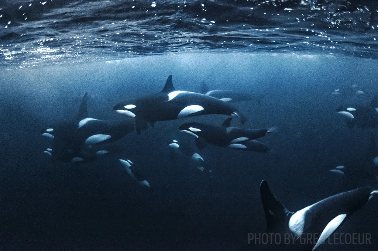 orcas norway diving
