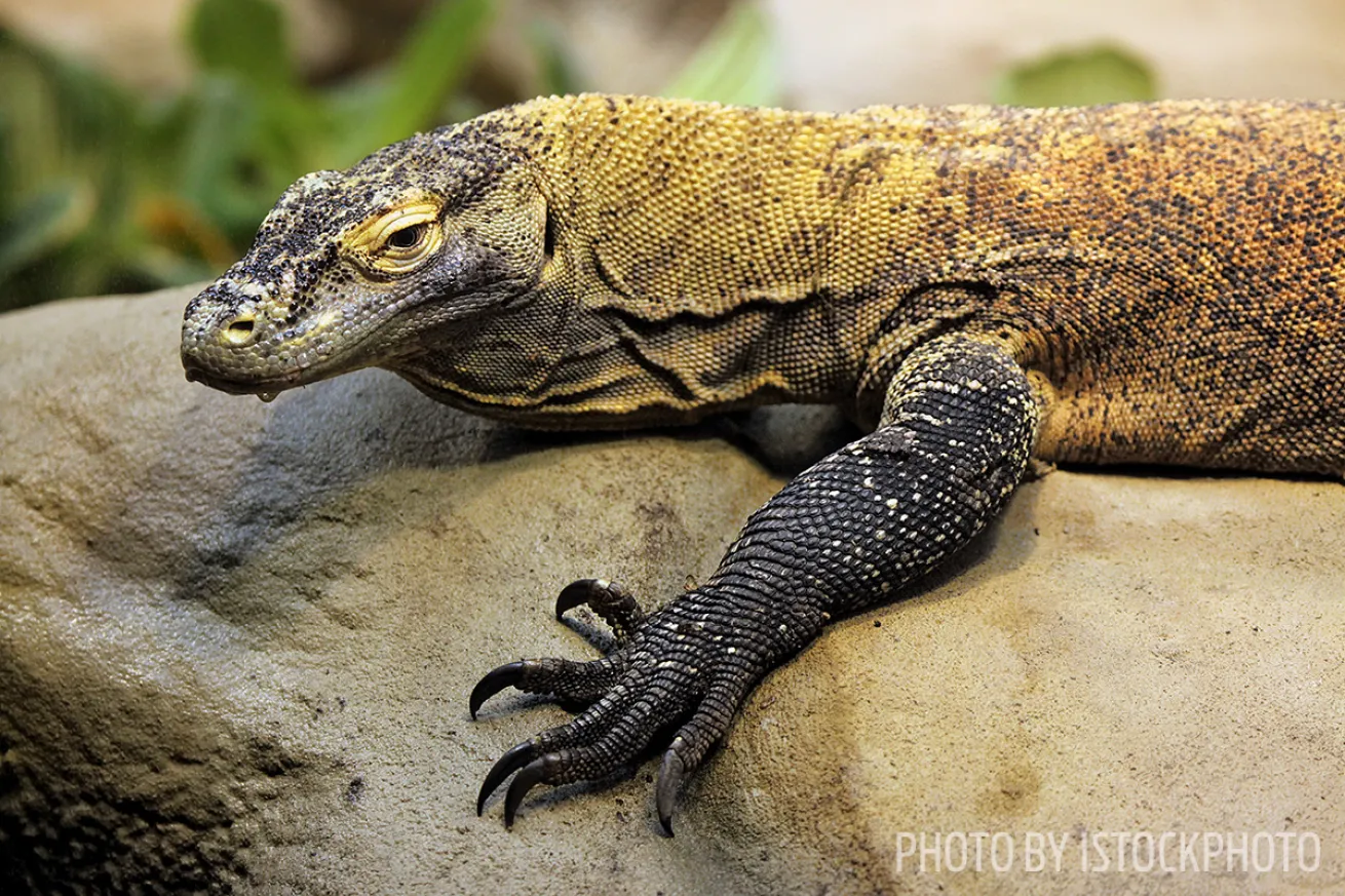 Komodo dragons national park