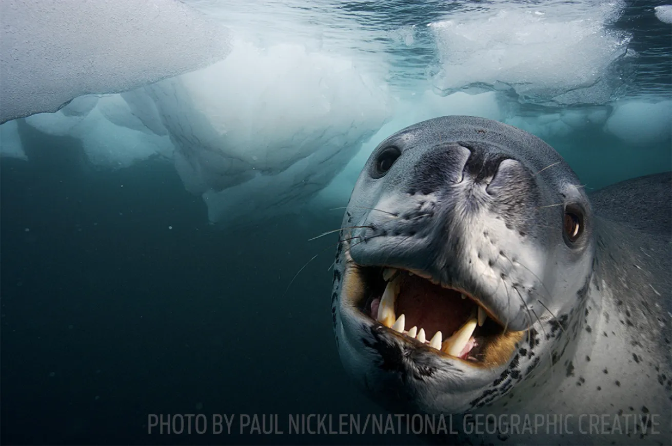 leopard seal scuba diving