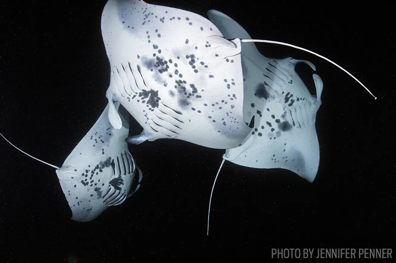scuba diving manta rays night