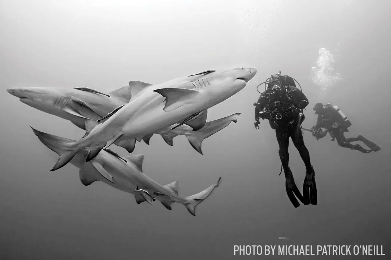 Lemon Sharks underwater jupiter photo