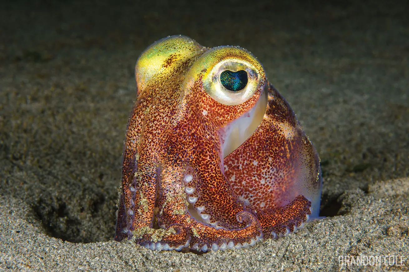 Stubby squid scuba diving marine life invertebrate state of Washington