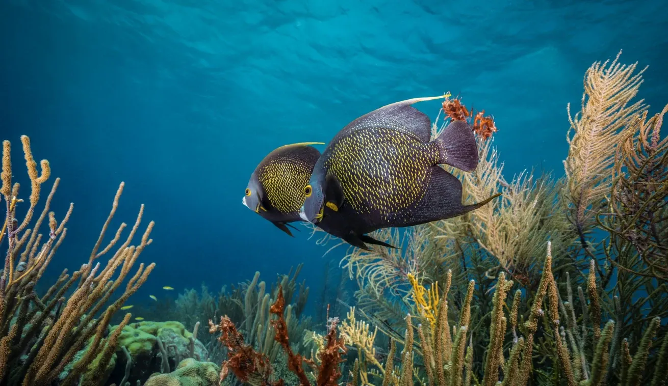 Two French angelfish swimming on a coral reef in Bonaire