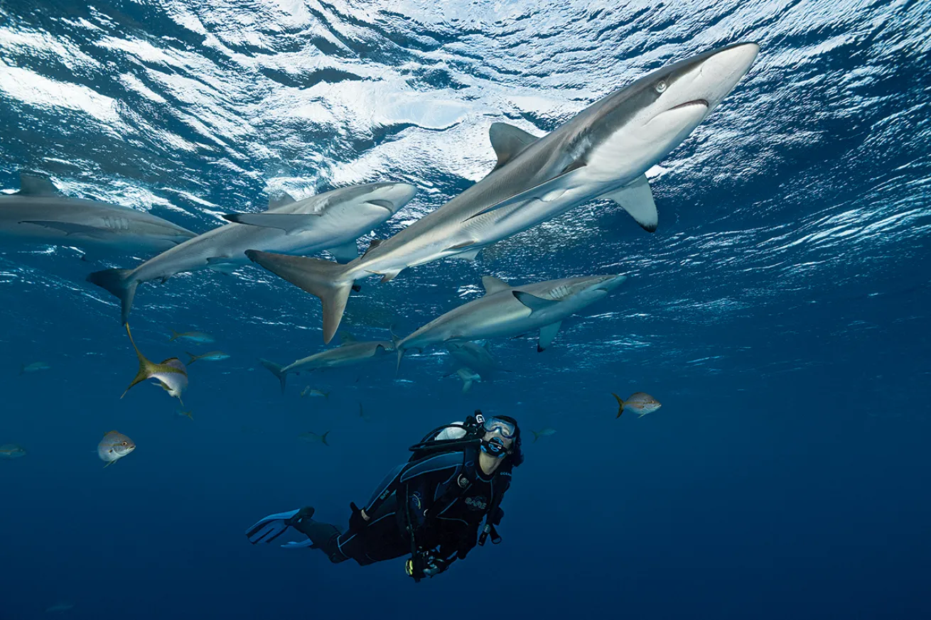 Scuba diver swimming with sharks.