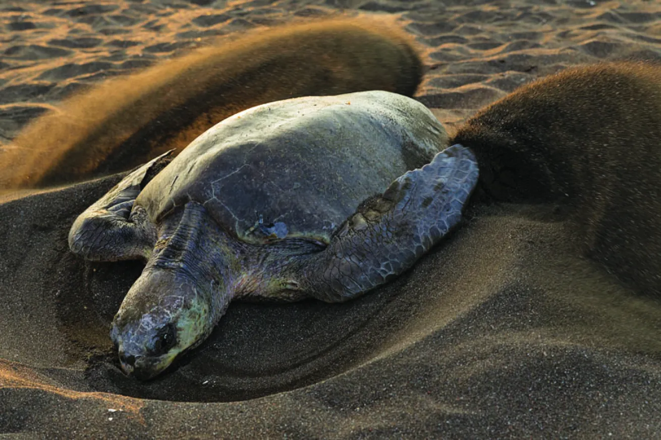 sea turtle facts