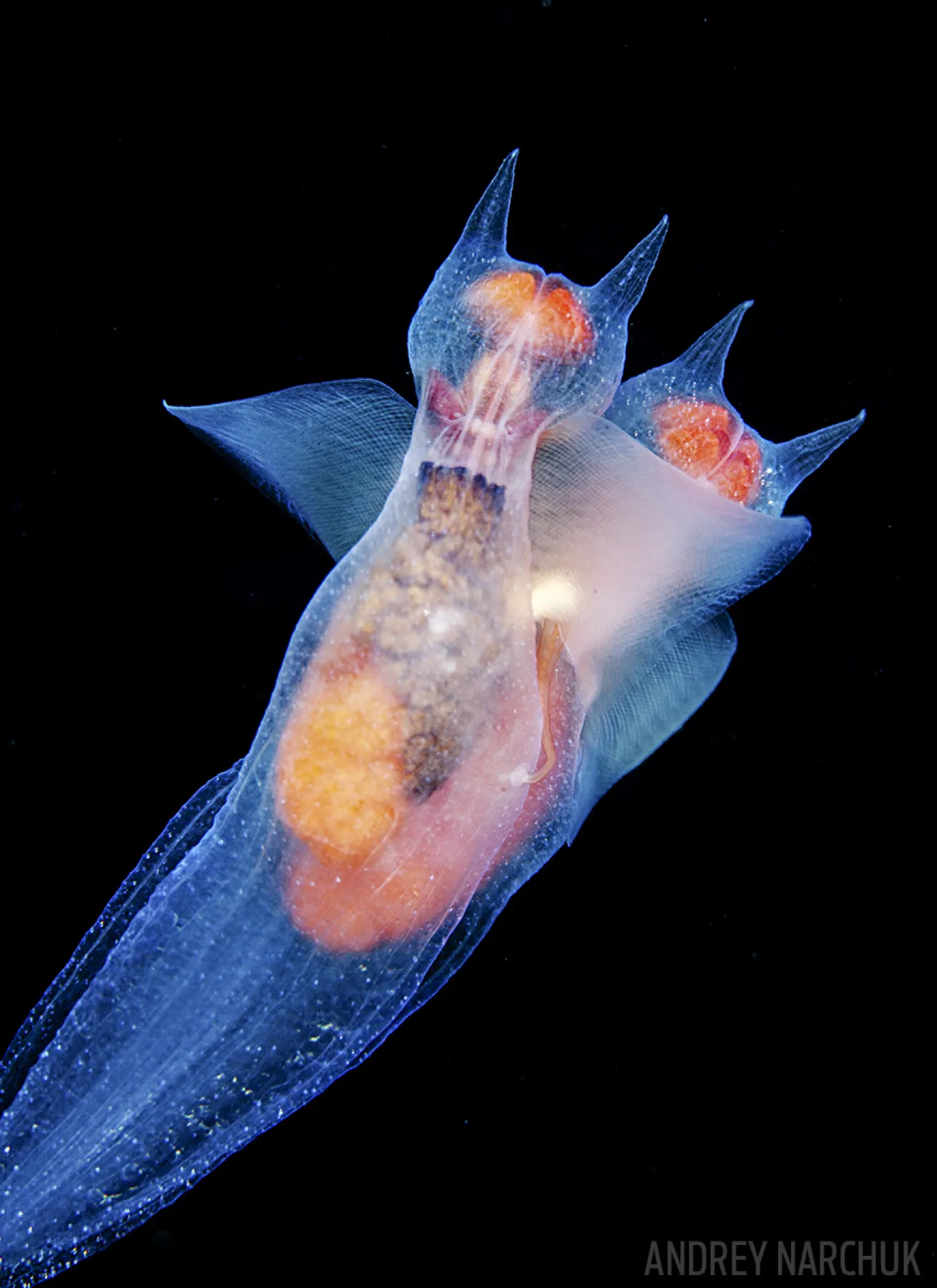 sea angel
