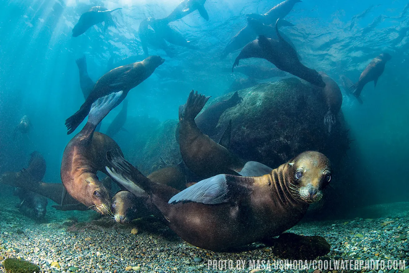 Sea Lions | La Paz, Mexico