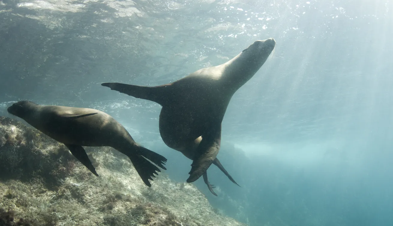sea lions