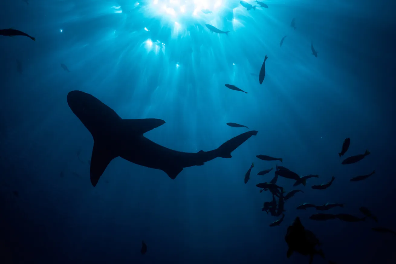 Diver exploring reefs off Kauai with Seasport Divers.