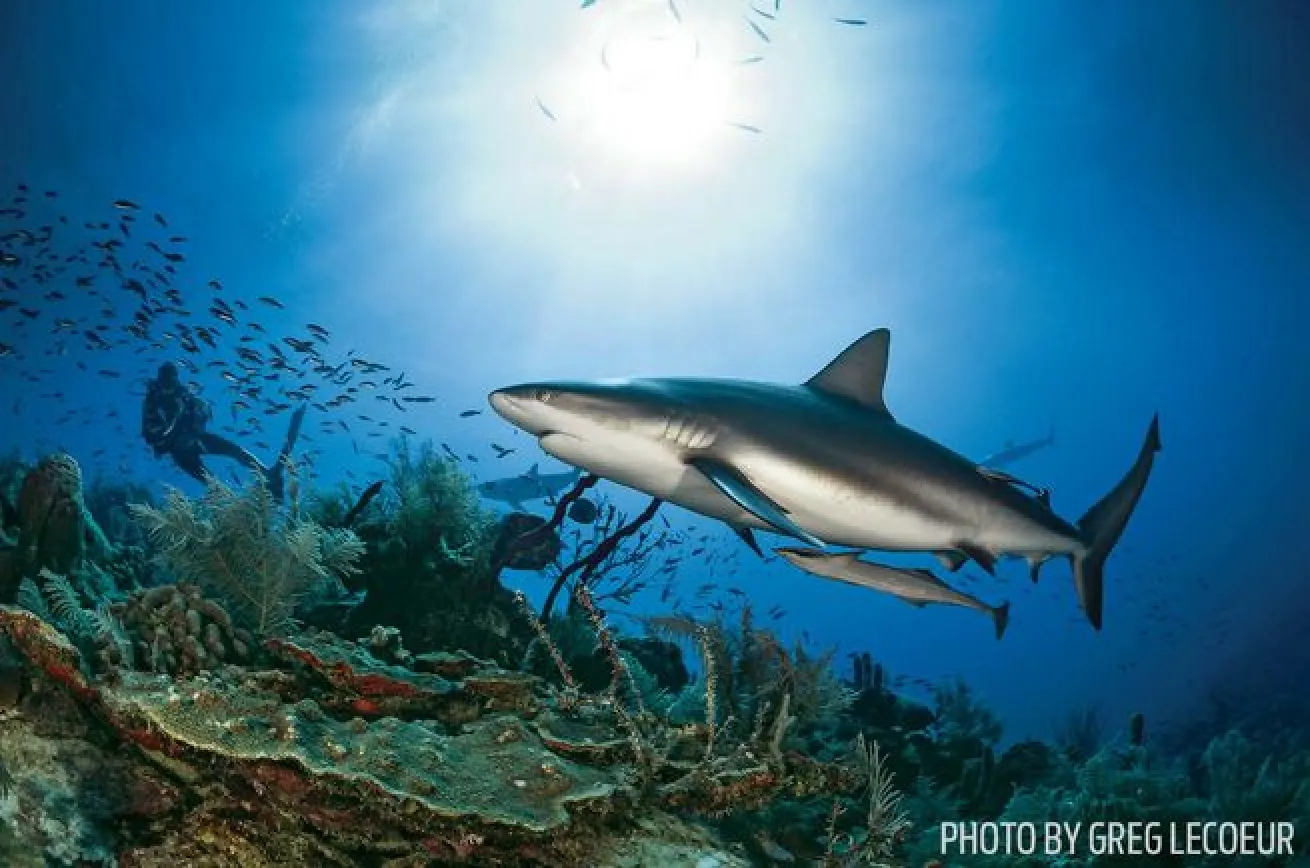 A shark cruises the reef in the Gardens of the Queen off Cuba