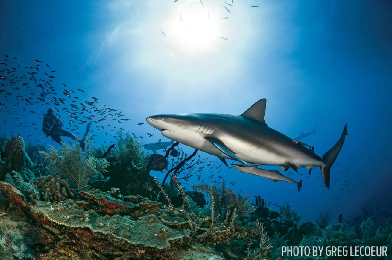 shark scuba diving Cuba