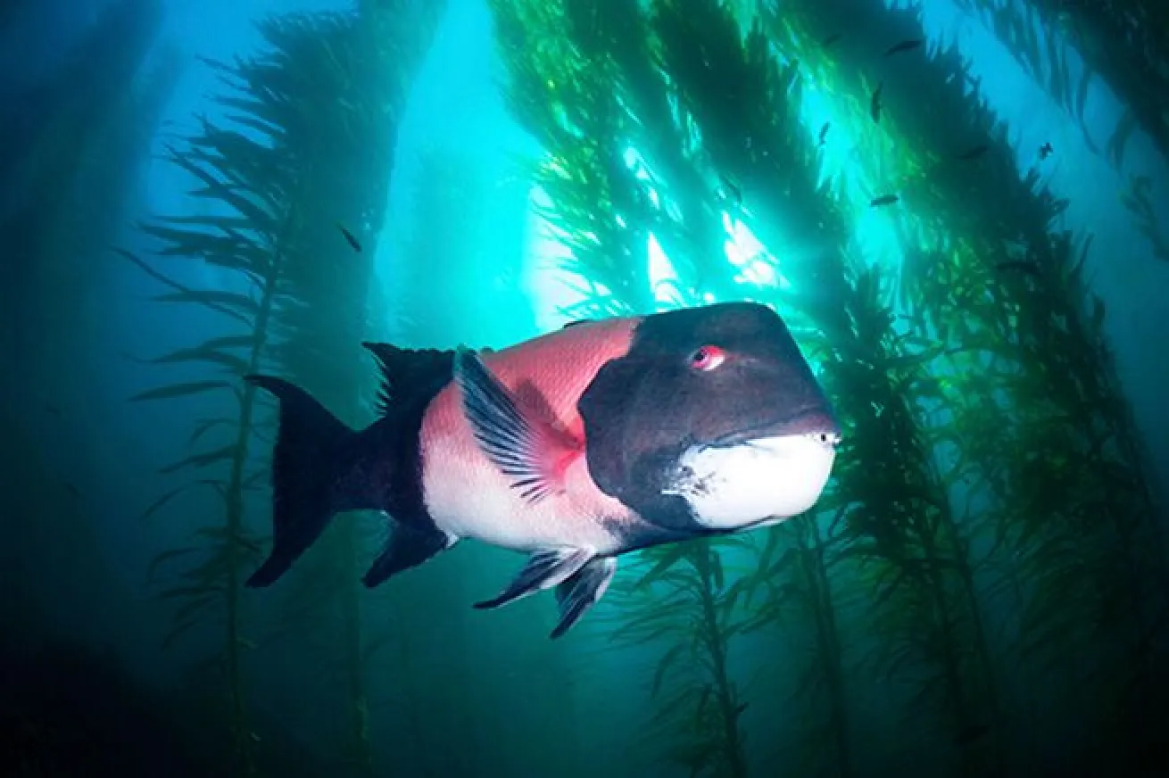 California sheephead