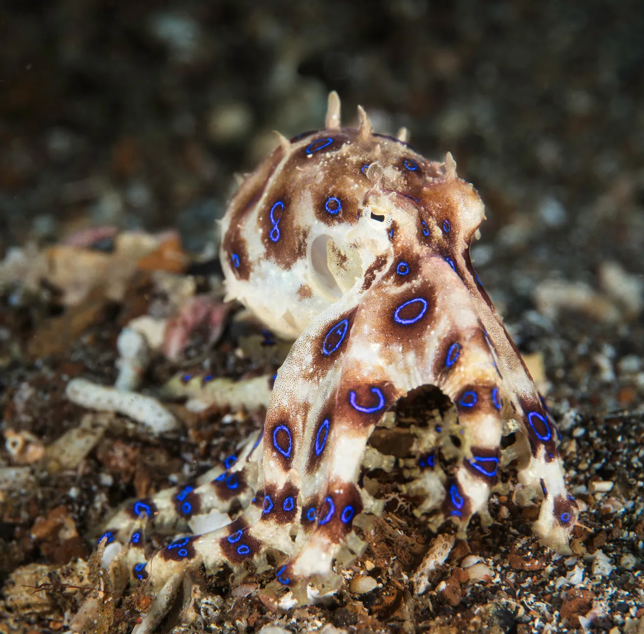 A blue-ringed octopus in Indonesia’s Lembeh Strait. At no more than 8 inches in length, these critters can prove difficult to spot in the muck.