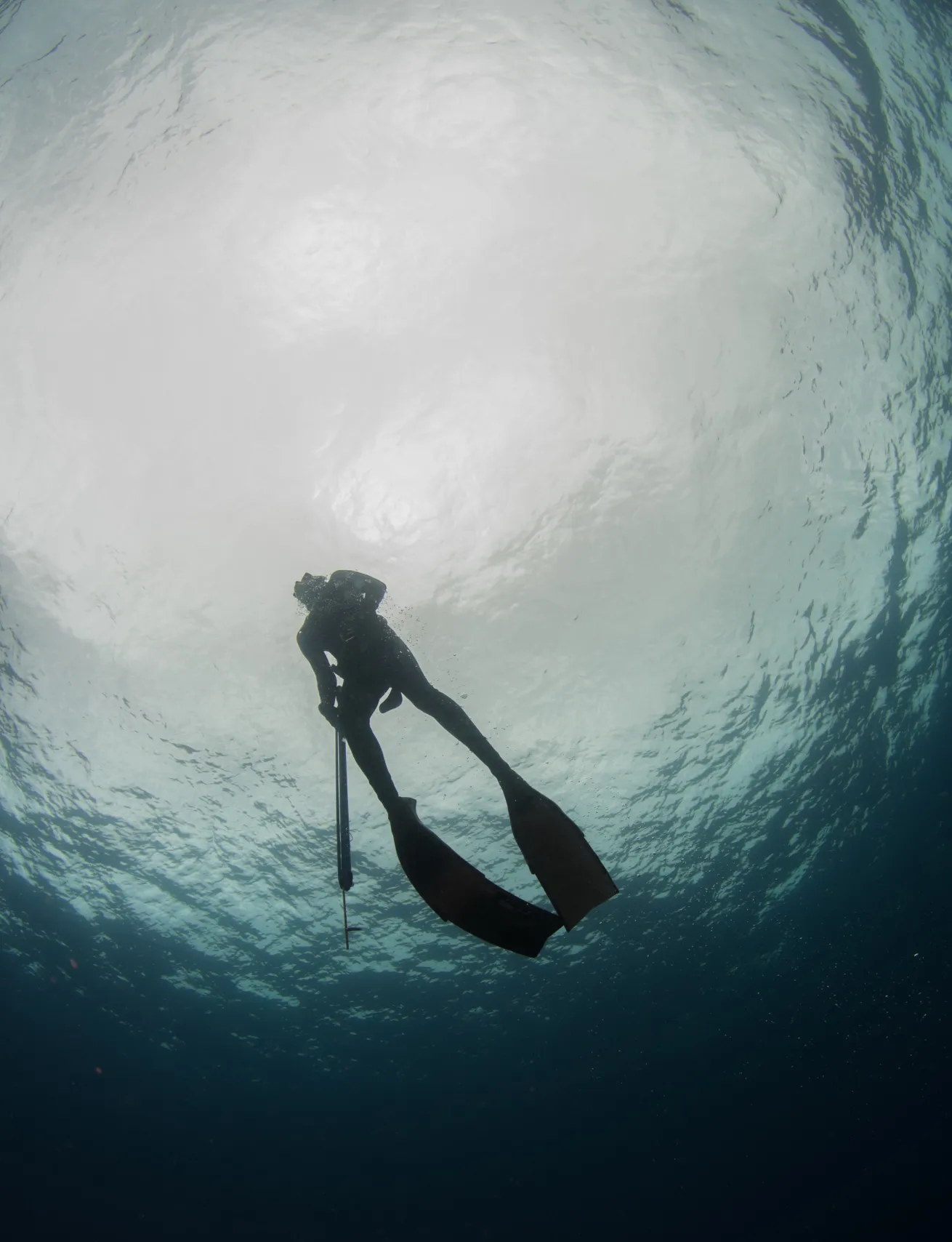 a spearfisher freediving