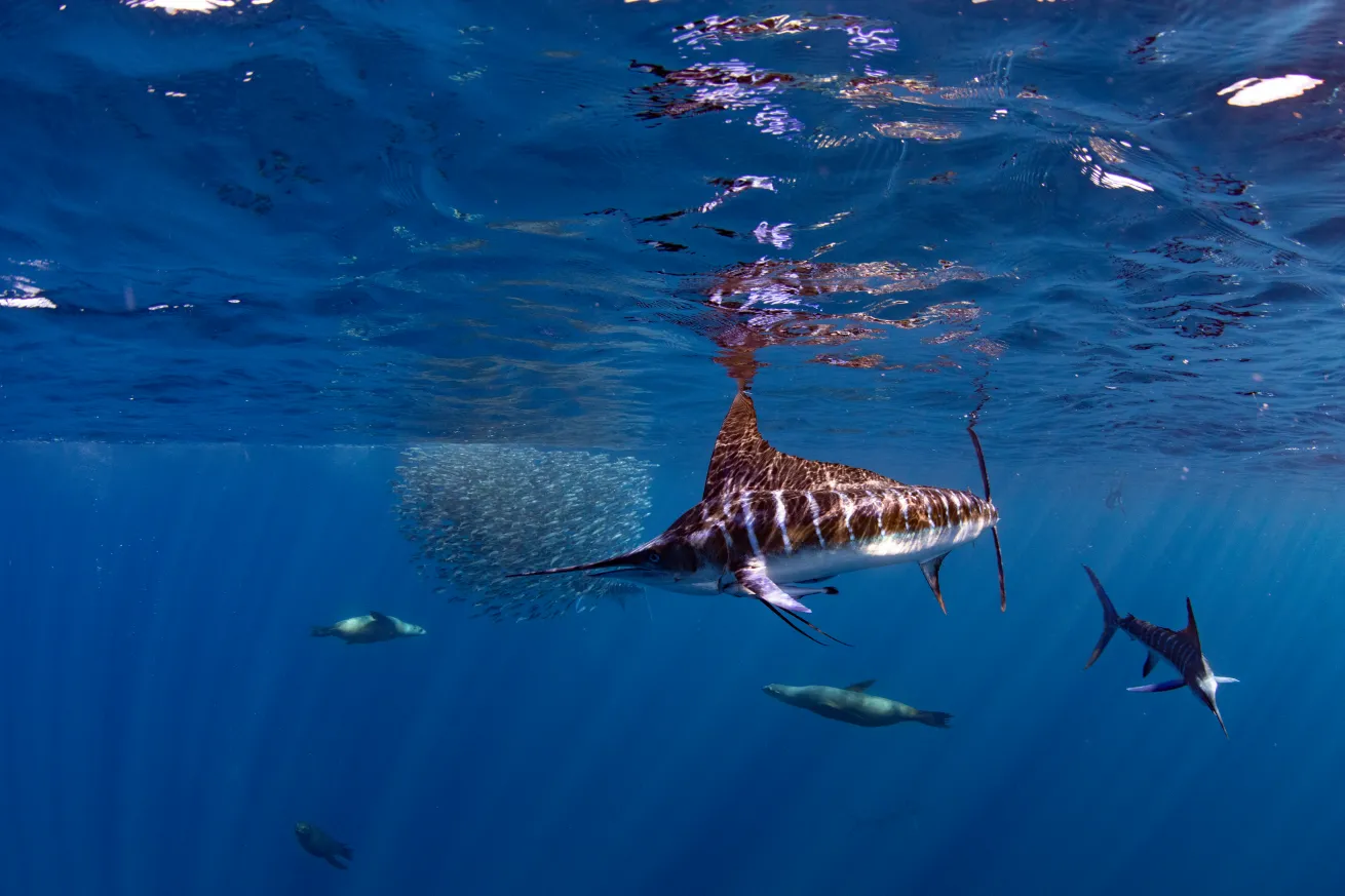 Striped marlin and sea lions hunt on a bait ball in Magdalena Bay