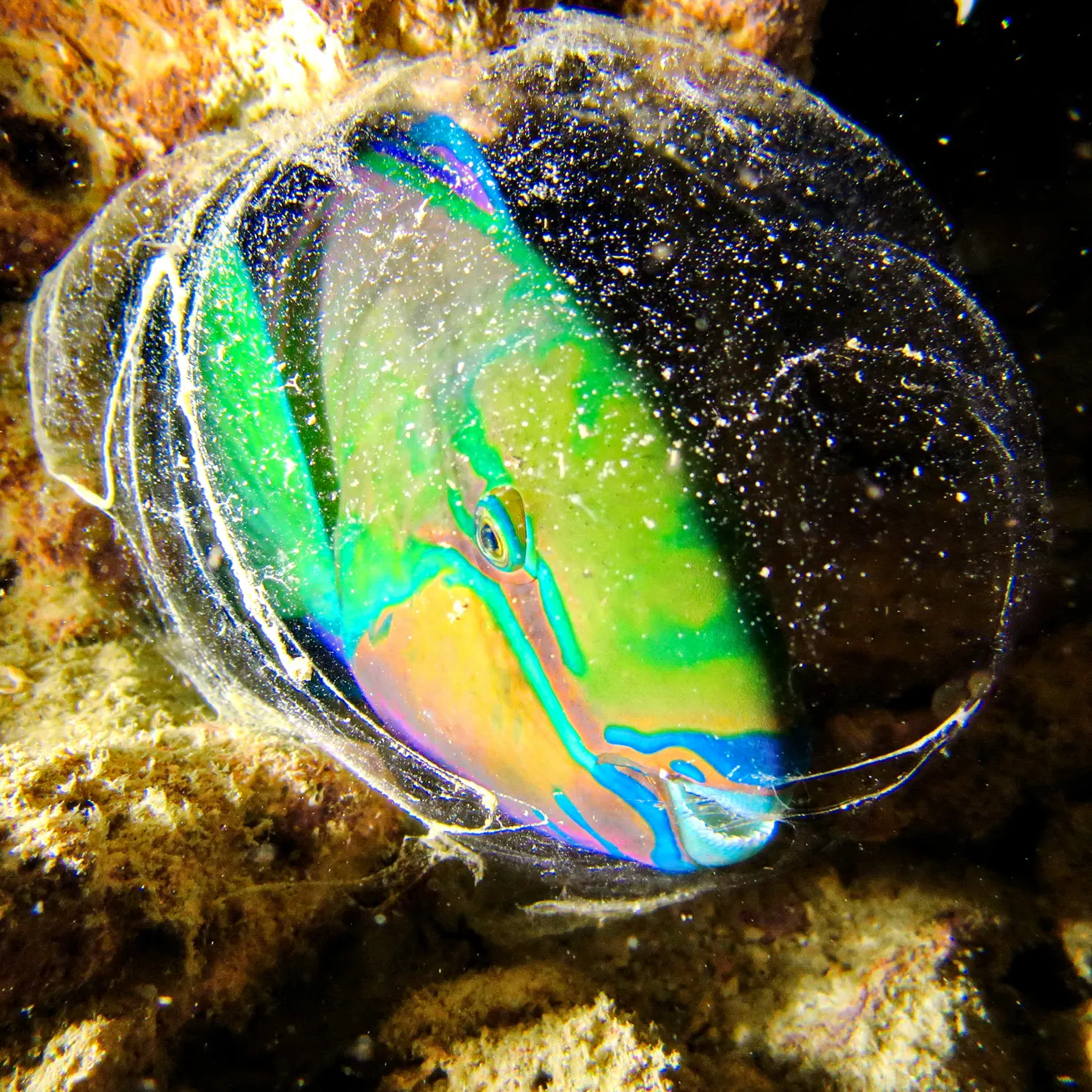 parrotfish surrounded by a mucus bubble
